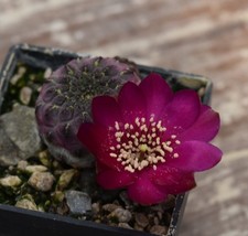 6054-cactus sulcorebutia rauschii di violacidermide