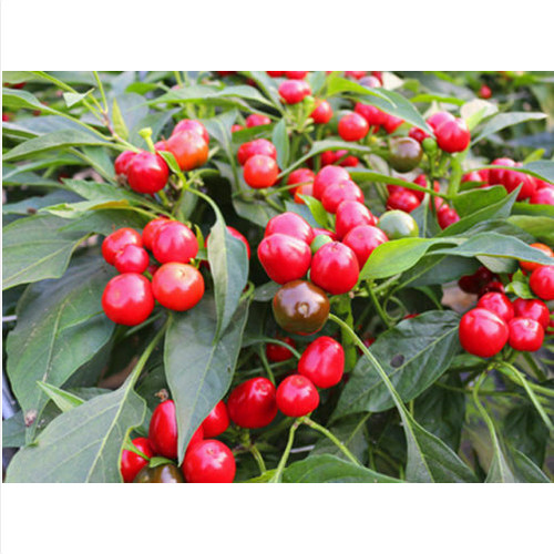 Peperone sweet red - sweet, cherry,