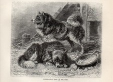 Stampa Antica 1894 = CANE DI