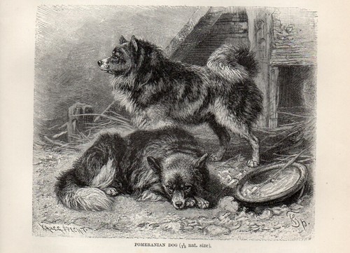 Piccola stampa antica 1894 - antica,