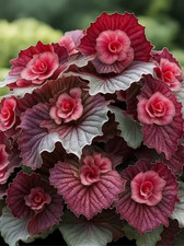 Sale2638 Begonia First Blush