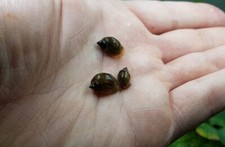 5 x Lumaca lumache acquario