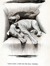 BULL TERRIER & DANDIE DINMONT