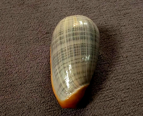 Cryptospira elegans mm - elegans, 42,5