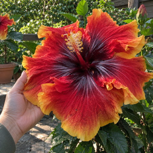 Sale2539 hibiscus cosmic - sale2539, 5