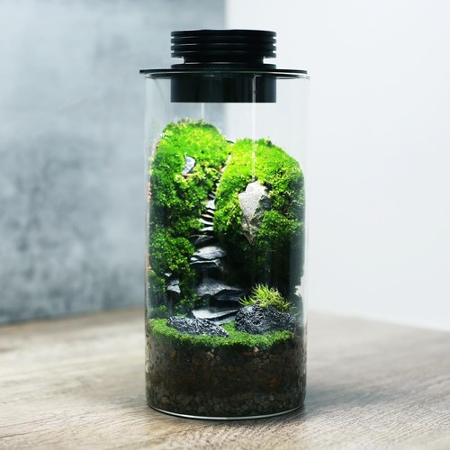 Terrario per piante vetro - terrario,