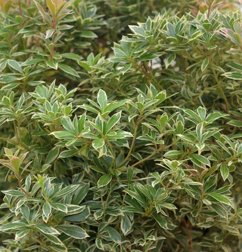 Campanellino ombreggiante