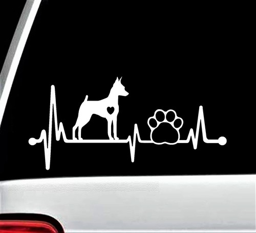 Min pin miniatura pinscher - min,