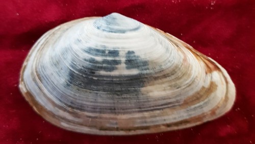 Bivalve acanthocardia tellina - bivalve,