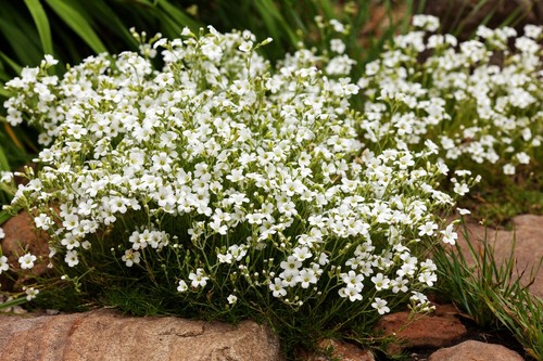 1000 semi erba velo gypsophila - semi,