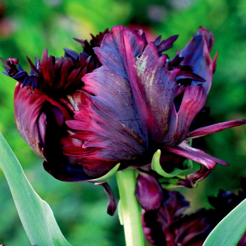 Tulipani bulbi fiori - bulbi,
