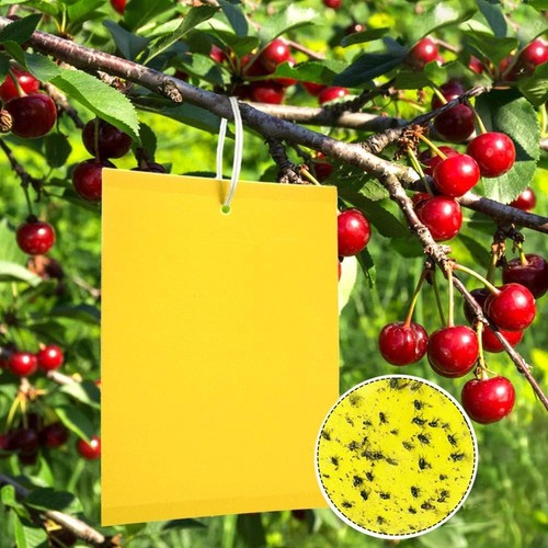 Pezzi trappole appiccicose - trappole,