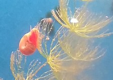 Planobarius Corneus, lumache d'acqua dolce tropicale e fredda.