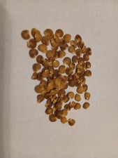 50 Semi DATURA WHITE - DATURA BIANCA Pianta Fiori Bianchi Giardino  Bonsai 