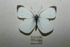 LARGE WHITE Pieris brassicae ssp . Italy , Pieridae 1961