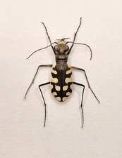 Entomology Taxidermy 
