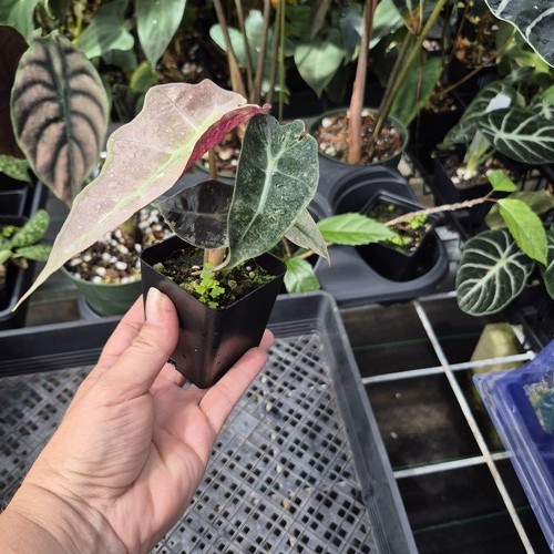Alocasia polly mint pink - alocasia,