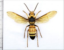 Vespidae: Vespa ducalis 1