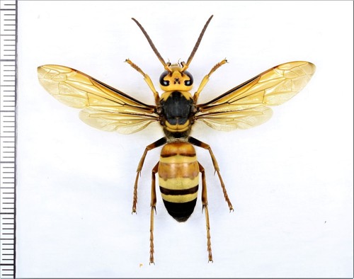 Vespidae vespa ducalis - vespa,