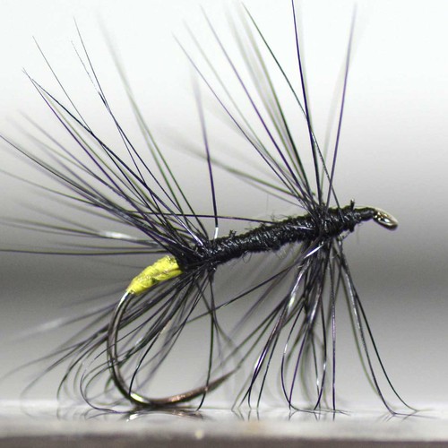 Mosca trota giapponese