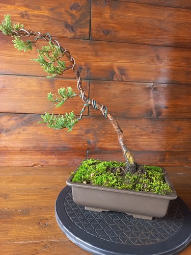 Bonsai ginepro visita il - ginepro.,