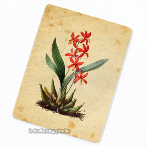 Magnete frigo orchidea - frigo,
