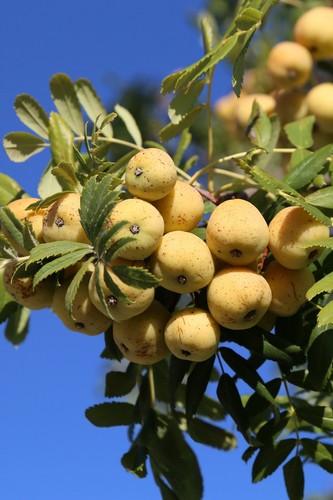 Albero sorbo sorbus - albero,