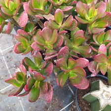 Albero Di Giada Grassule