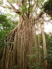 FICUS VIRENS - CURTAIN FIG TREE, 10 SEMI SELEZIONATI