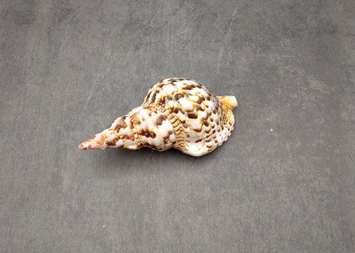 Conchiglia tritone caraibico - conchiglia,