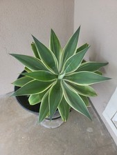 Agave Attenuata Foxtail Ray Of