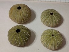 Conchiglia RICCIO DI MARE ECHINOIDEA set 4 pezzi di colore chiaro