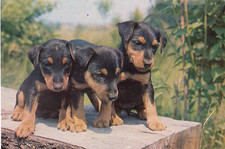 Cartolina puppy terrier - cartolina,