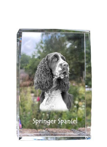 Springer spaniel inglese - springer,
