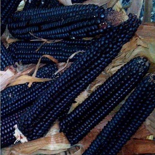 200 semi pignoletto nero - di,