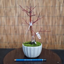 Bonsai di Acero Deshojo h 32cm