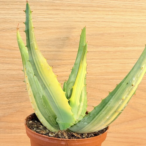 Aloe ferox variegata - aloe,