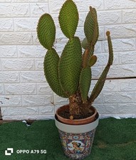 Fico D'india Opuntia Rufida