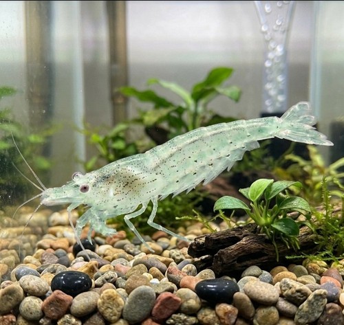 Caridina nativa - ✅8,