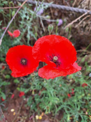 Papavero rosso perenne - rosso,