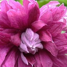 Clematide Purpurea Plena