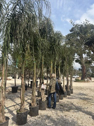Pianta cocos arecastrum - cocos, (arecastrum