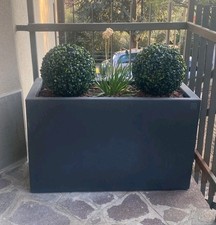 Palla Di Bosso Coppia Piante