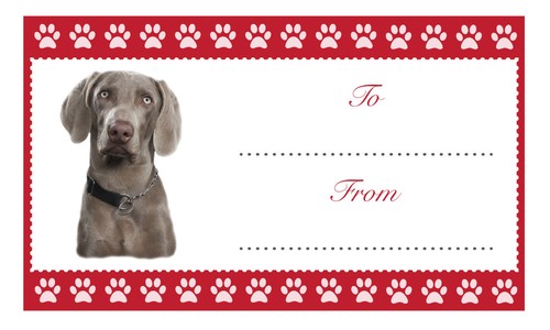 Weimaraner etichette regalo - weimaraner,