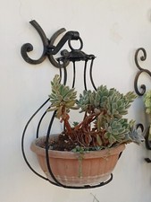 porta vaso / pianta da muro in