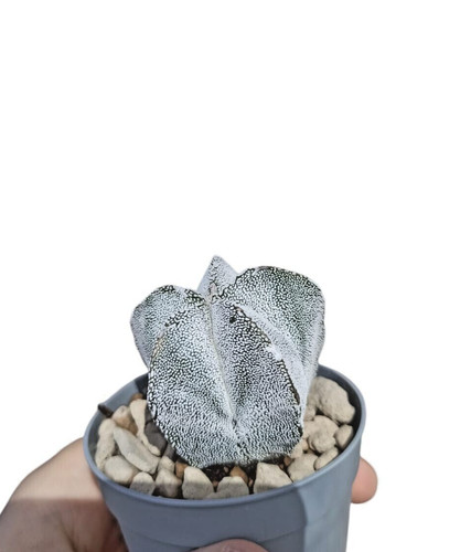 Astrophytum myriostigma - astrophytum, cv