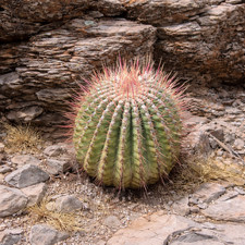 Ferocactus rectispinus (San