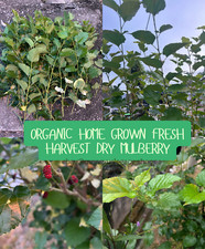 100++ Foglie di Gelso Secche