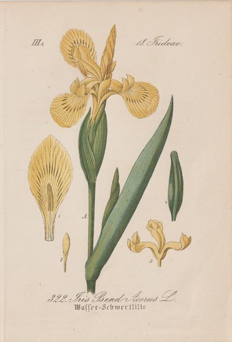 Sumpf schwertlilie iris - sumpf-schwertlilie, (iris