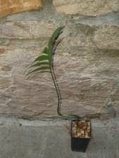 Encephalartos ituriensis, 1 pianta